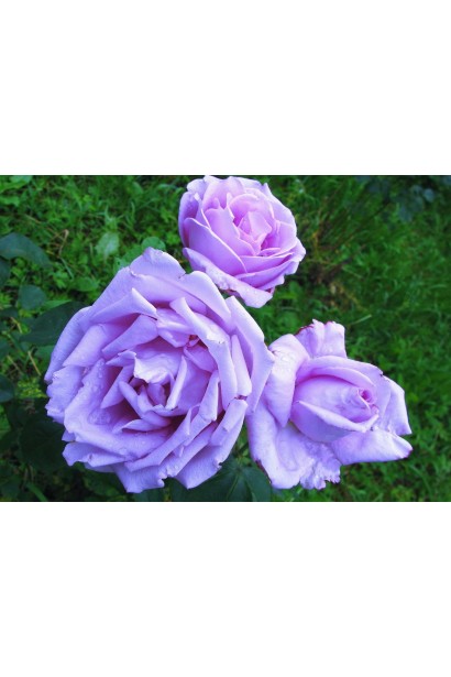 Куст розы Голубой Нил во время цветения в саду